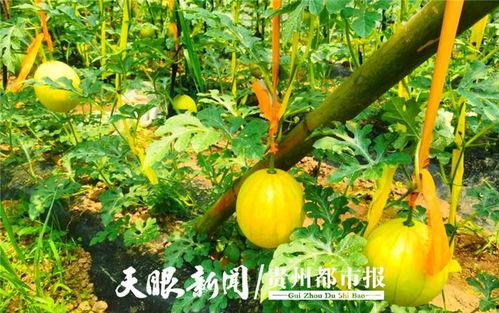 贵阳娱乐吃瓜,探寻城市美食与民俗风情