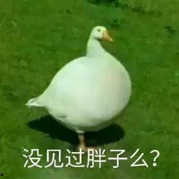 娱乐吃瓜鹅鸭,鹅鸭杀里的欢乐与悬疑