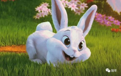 娱乐吃瓜兔子视频下载