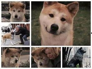 娱乐吃瓜酱怕狗大哥,揭秘“怕狗大哥”背后的故事