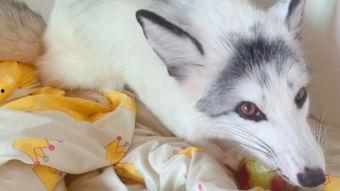 娱乐吃瓜丫狐狸,揭秘网红丫狐狸的幕后故事